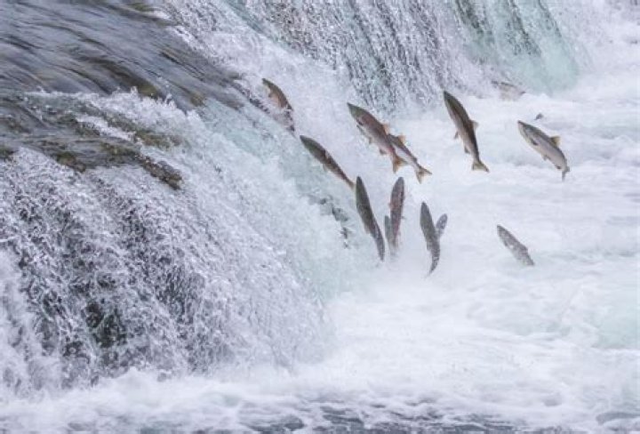 Fish migration Fish migration