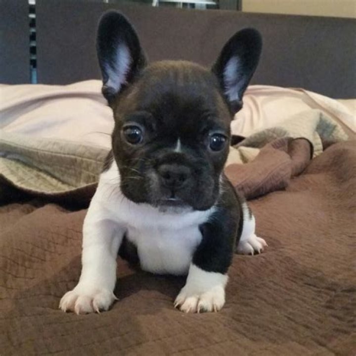 French Bulldog puppies for sale South Africa