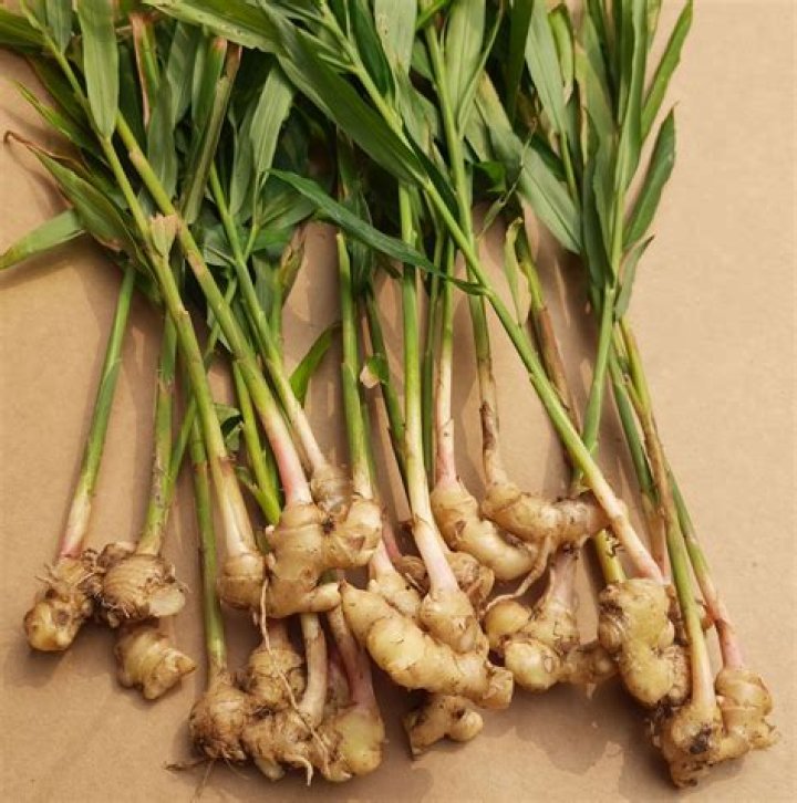 نشرة اقراص جنجر Ginger دواعي استعمال , سعر ، الاثار الجانبية ، الاضرار ، الجرعة