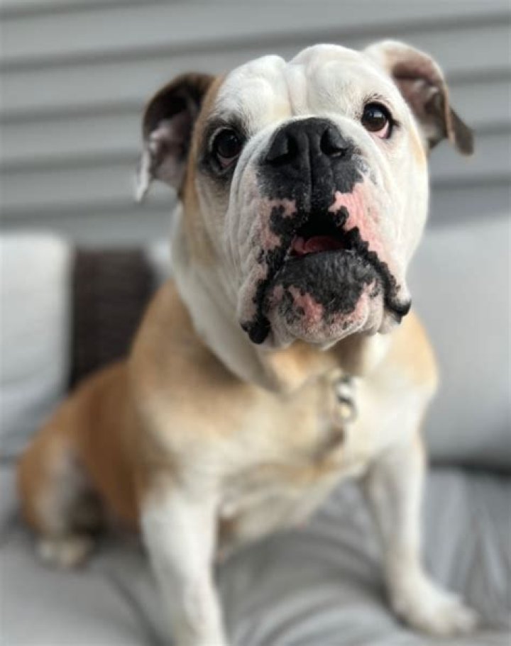 Gypsy SNAFU Rescue