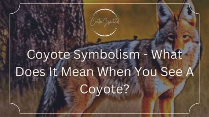 Here's What It Really Means When You See A Coyote