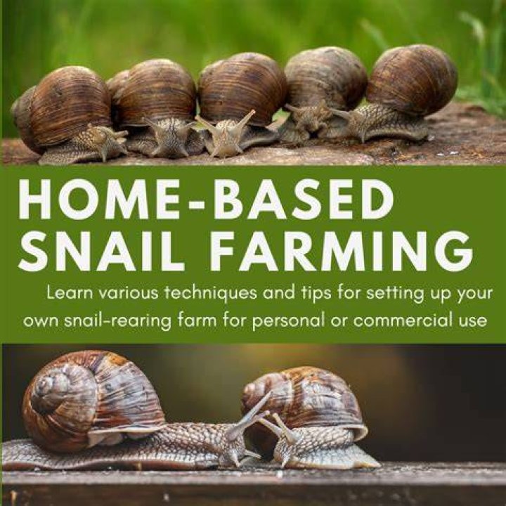 HomeBased Snail Farming Techniques, Tips, and Benefits of Rearing