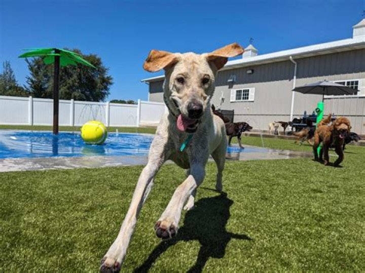 How Green Acres Pet Resort Sets a New Standard in Pet Care