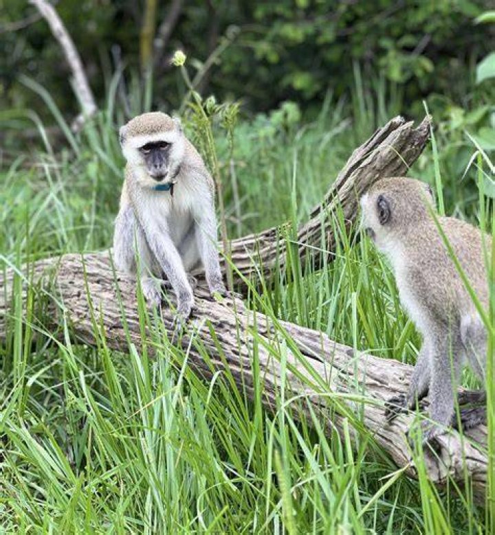 How many babies do vervet monkeys have?