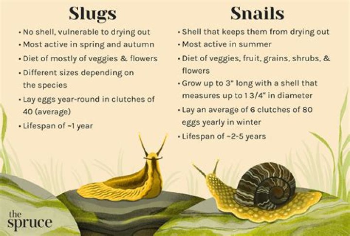 How to Catch Snails in New World (& What They're For)