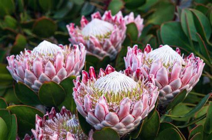 indigenous plants indigenous plants