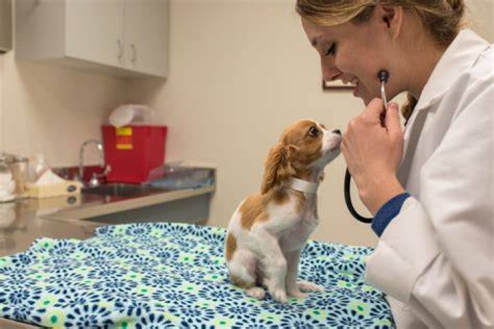 Is Dr. Pol Retired? The Truth Behind The Beloved Veterinarian