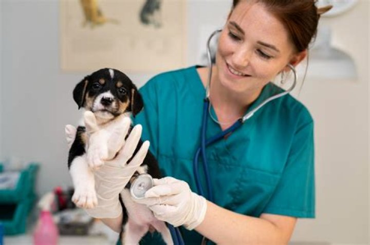 Is Dr. Pol Retiring Soon? A Comprehensive Look At The Beloved Veterinarian's Future