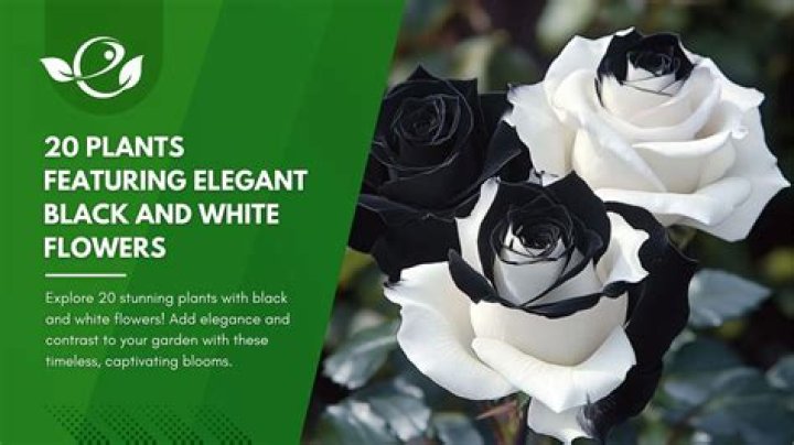 Is Rihanna&rsquo;s Ethnicity Black, White, Mixed Race? Her Nationality