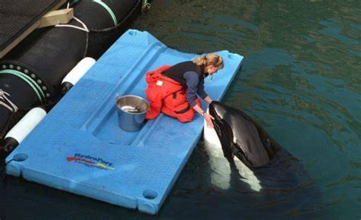 Karen McRea feeds frozen fish to Keiko, star of the movie 'Free Willy', in his pen off the coast of Westman Islands in Iceland on April 22, 1999. Photo / AP