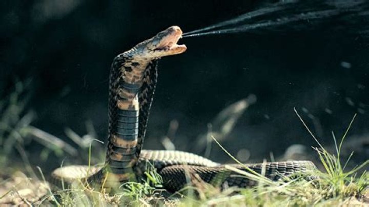 La Demi Strikes a Pose With a Snake & Spider