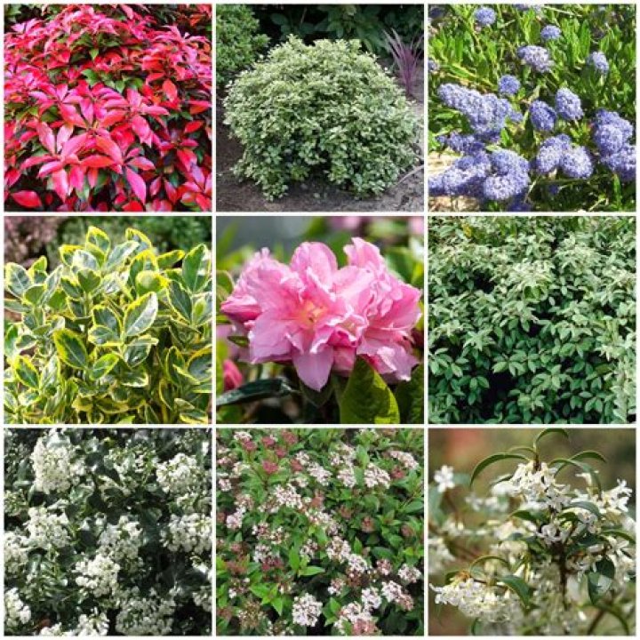 Leif sells shrubs, flowers, and produce in Animal Crossing: New Horizons.