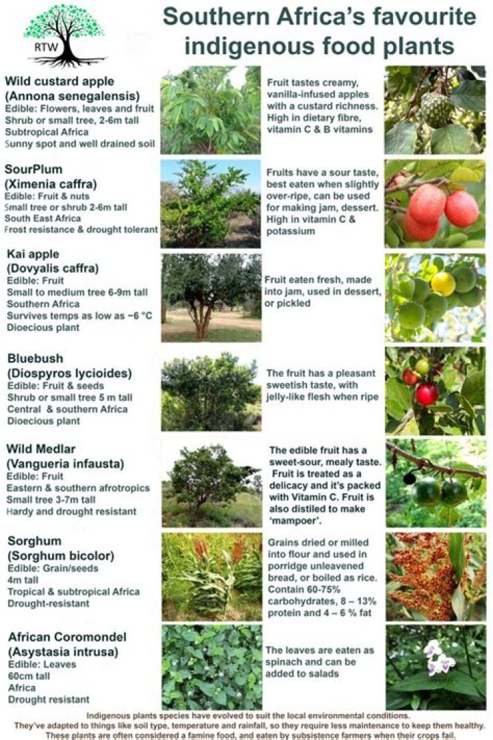 List of indigenous medicinal plants of South Africa