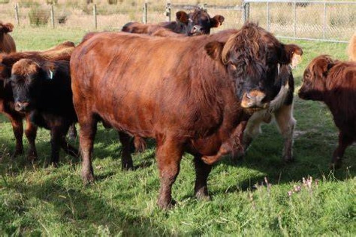 Mangapiri Downs Organic Stud Farm, at Blackmount, has been breeding Shires for their low input values. They share non-shearing attributes with Wiltshires, which the farm has also bred for many years. Photo / Supplied