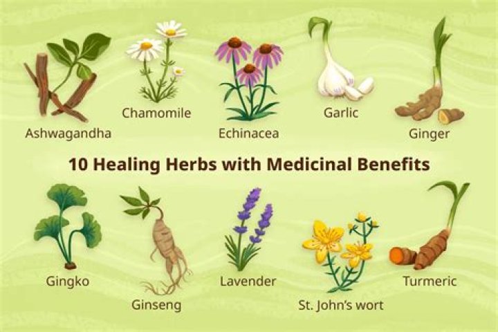 medicinal herbs medicinal herbs