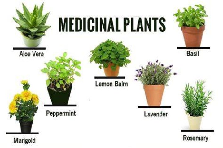 medicinal plants medicinal plants