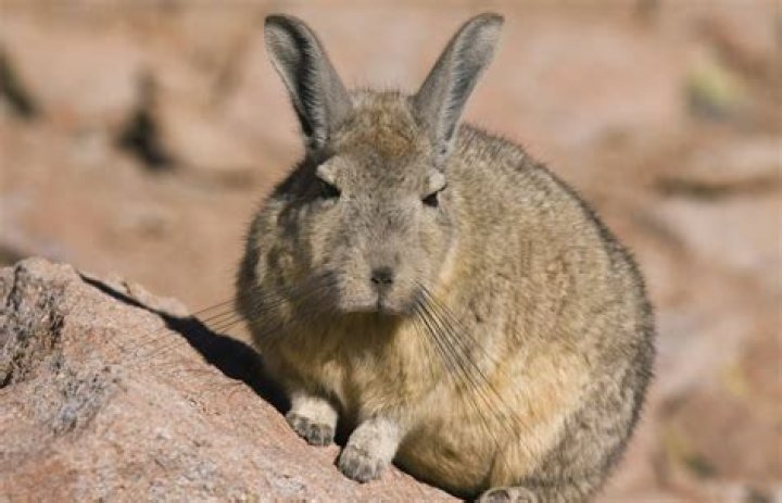 Mexican volcano rabbit Mexican volcano rabbit