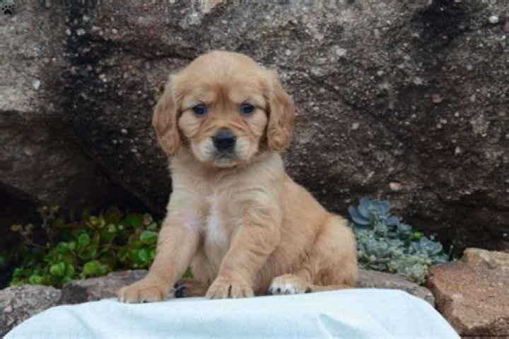 Mini Golden Retriever Guide to Owning a Miniature Golden K9 Web
