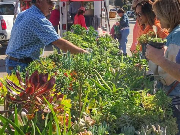 Morro Bay Farmers Market, Morro Bay, Ca Snapshot of What's Happening