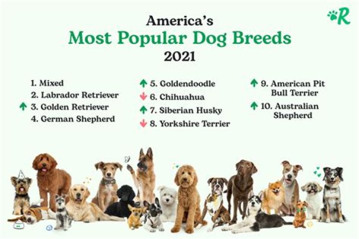 most popular dog breeds in South Africa