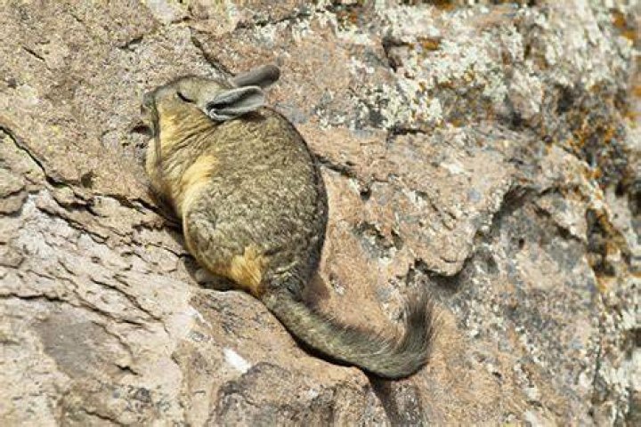 Mountain Viscacha (Lagidium viscacia) sitting on a rock Mountain Viscacha (Lagidium viscacia) sitting on a rock