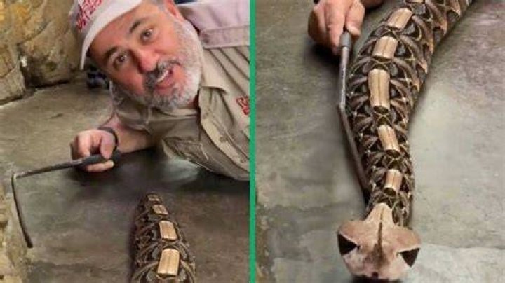 Mzansi Uneasy Over US Man’s Chilling Next to South African Gaboon Viper in TikTok Video
