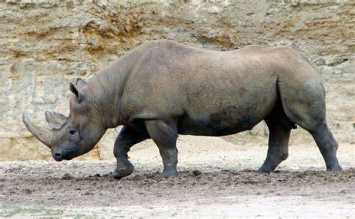Officially extinct: Africa's western black rhino