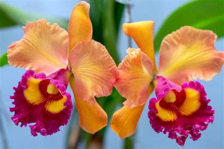 Orange dendrobium orchid with pink veins