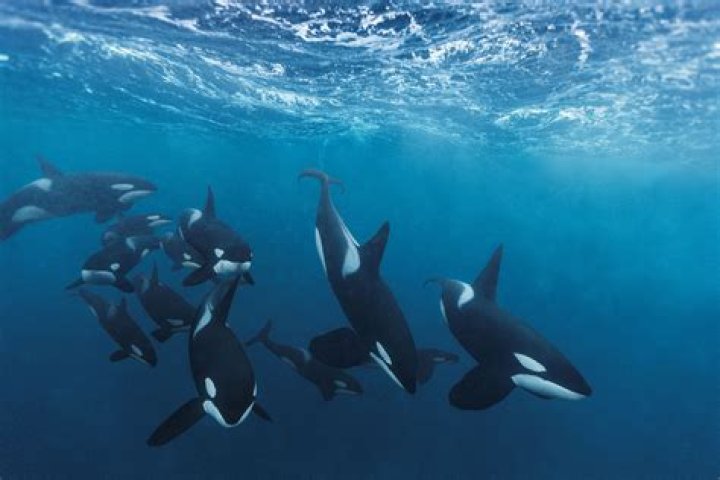 Orcas coming close to swimmers this morning in Mount Maunganui. Photo / Supplied 