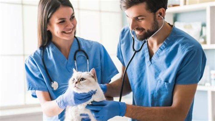 Pam Adkisson: A Respected Veterinarian Making A Difference In Animal Care