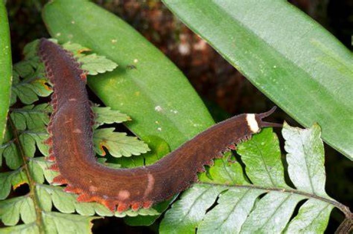 Peripatus or Velvet Worm climbing in a rainforest Peripatus or Velvet Worm climbing in a rainforest
