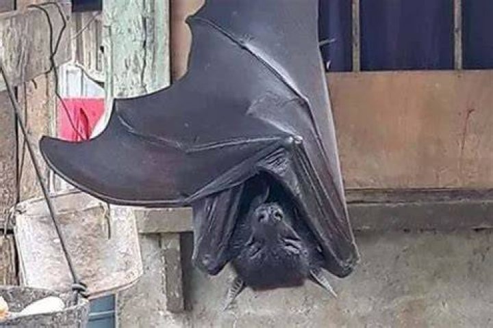 Photo of viral human-sized bat leaves people 'horrified'