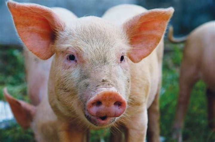  Pigs Photo (36848688) Fanpop