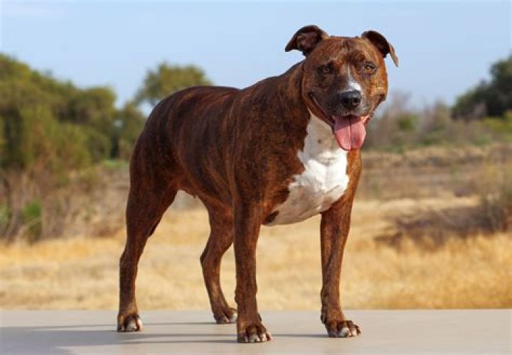 Pit bull