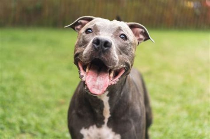Pitbulls