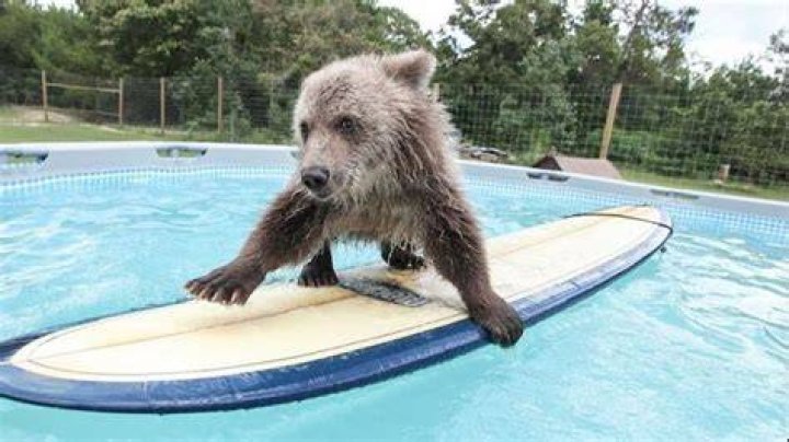 “Powerful Capture of Nature”: Black Bear Goes on an Unexpected Surfing Adventure
at Popular Beach, As Netizens Marvel at the Amazing Sight
