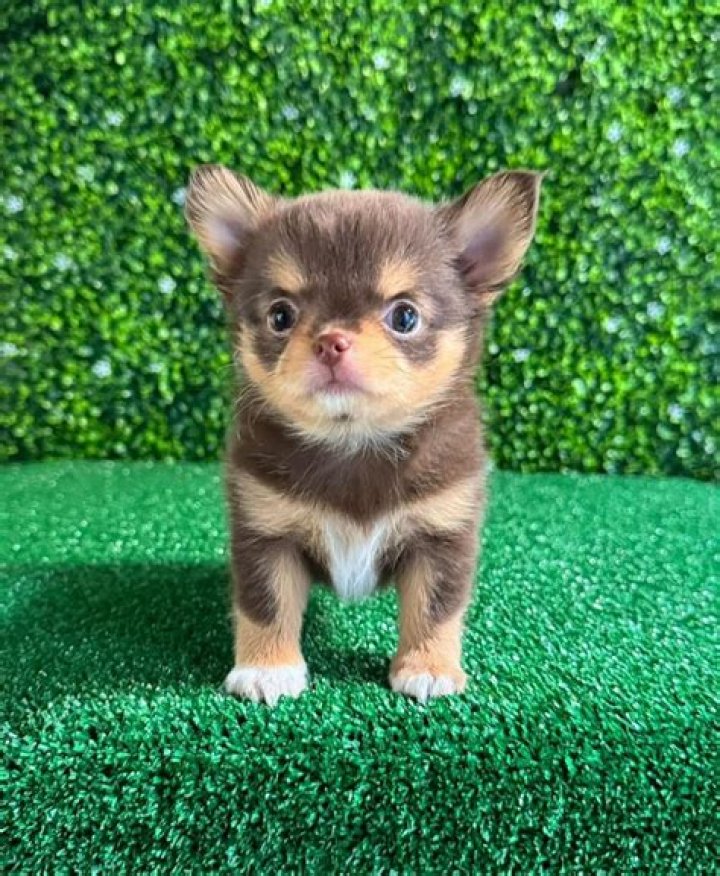 puppies for sale South Africa