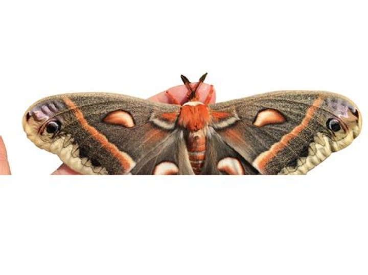 Randall Park as Tiger Moth in Thomas & Friends (Live-Action)
