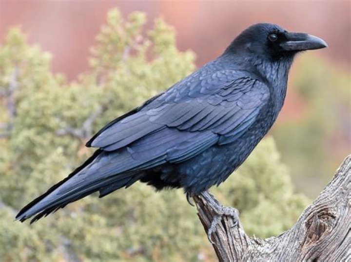 Raven's Nest
