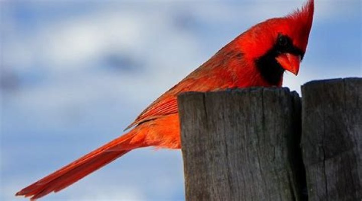 Red Bird A.K.A. Cardinal Symbolism and Meaning Red birds, Cardinal