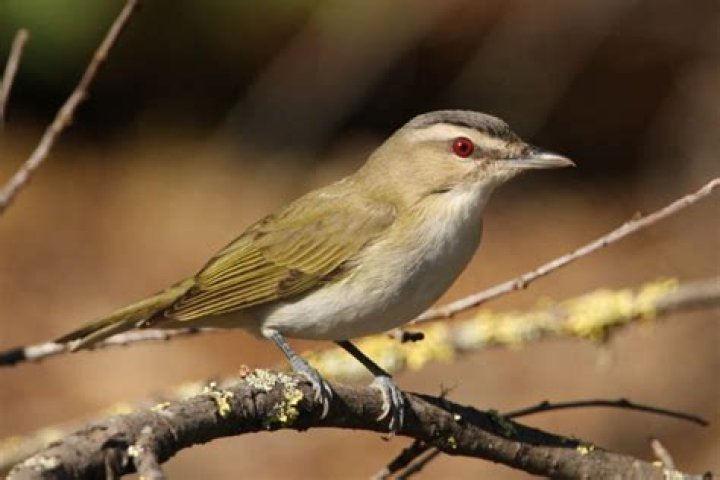 Red eyed vireo standing on a tree Red eyed vireo standing on a tree
