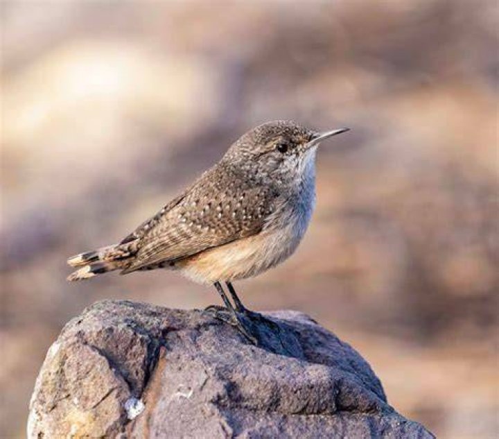 Rock wren star of the show in one picture
