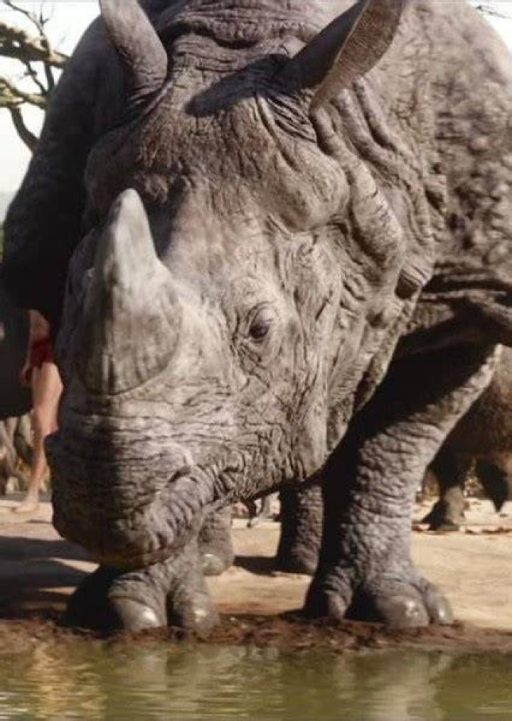 Rocky the rhino Fan Casting
