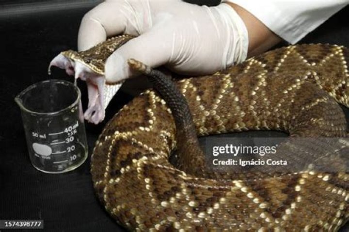 Rough scaled viper preparing to strike Rough scaled viper preparing to strike
