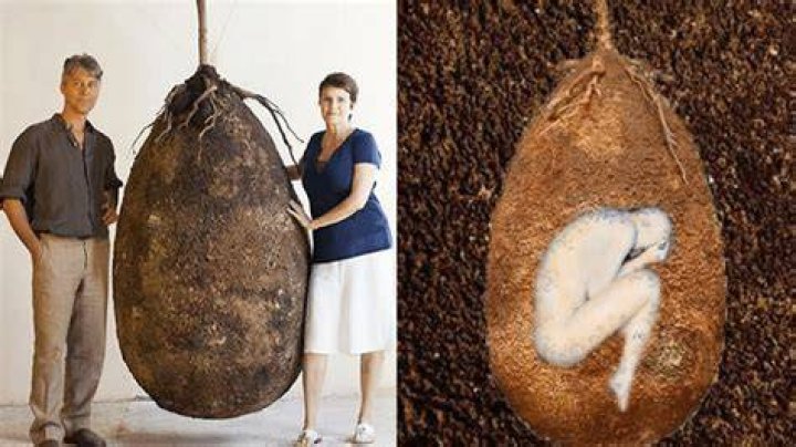 SA, Burial Pod, Dead Bodies, Compost, Trees