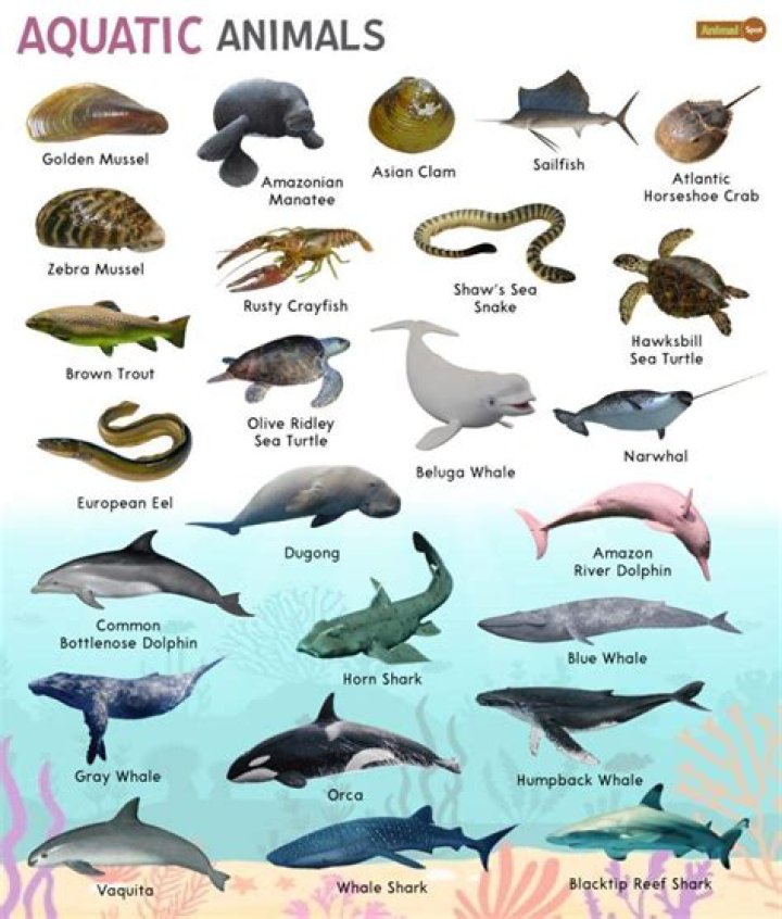 Sea Animals Water, Ocean & Sea Animal Names with Images &bull; 7ESL