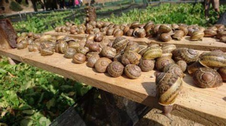 Snail Farming in Nigeria How to Start in 2019 Nigerian Finder