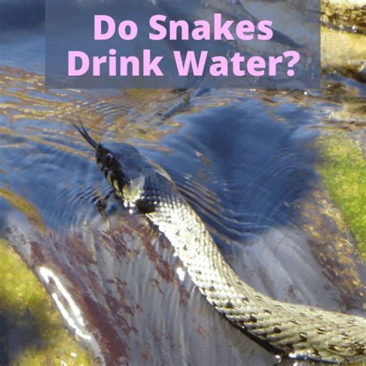 Snake drinks water Snake drinks water