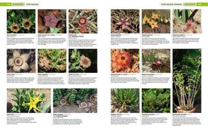 south african indigenous plants south african indigenous plants