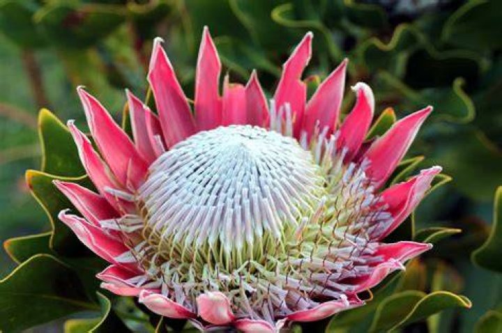 south african plants south african plants